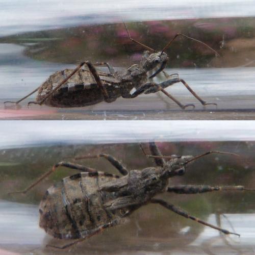 Réf. 127 840 : Coranus sp.