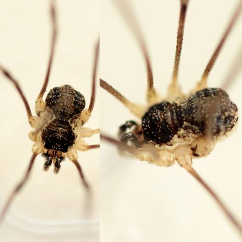 Mitopus morio