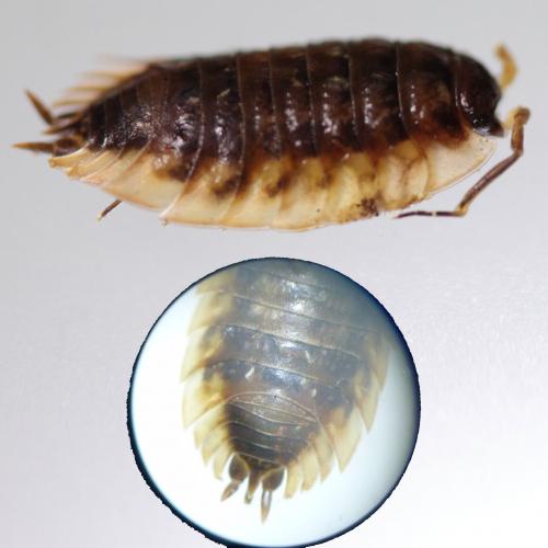 Oniscus asellus
