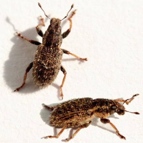Réf. 127 946 : Sitona hispidulus