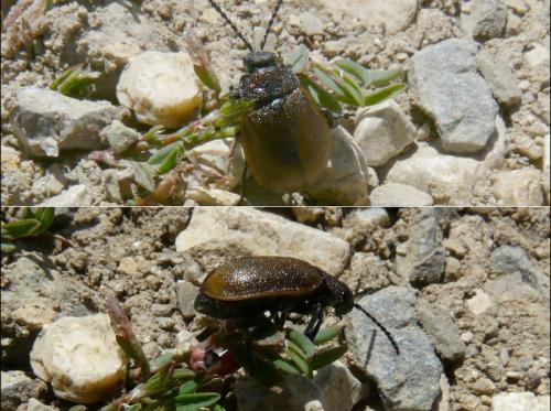 Galeruca sp.