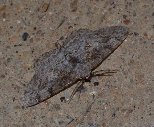 Réf. 127 037 : Alcis repandata