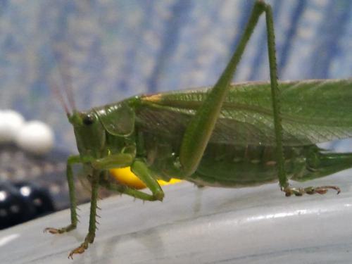 Tettigonia viridissima