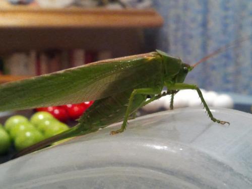 Tettigonia viridissima