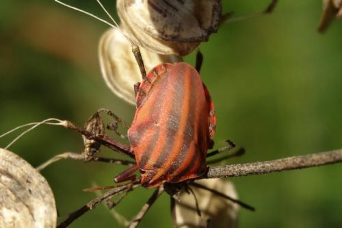 Réf. 127 013 : Graphosoma italicum
