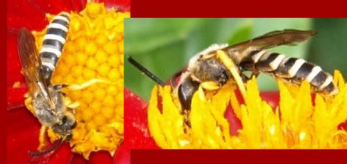 Réf. 127 677 : Halictus scabiosae