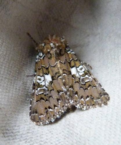 Réf. 127 270 : Hadena albimacula