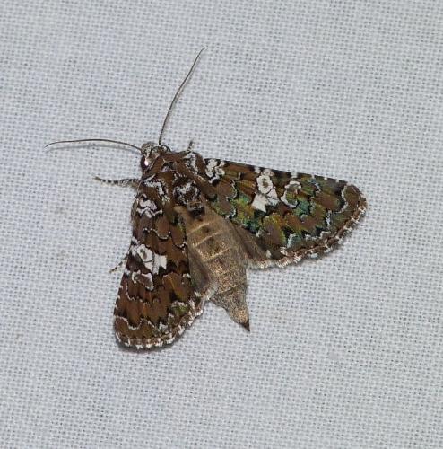 Réf. 127 271 : Hadena albimacula