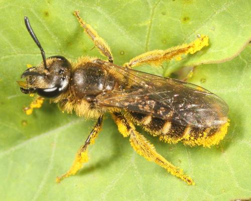 Réf. 127 686 : Lasioglossum sp.