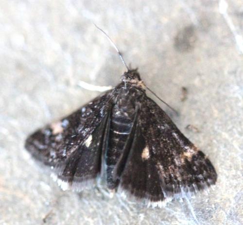 Heliothela wulfeniana