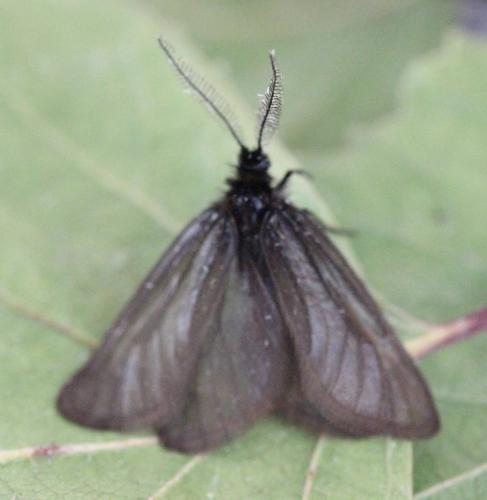 Réf. 127 662 : Heterogynis penella