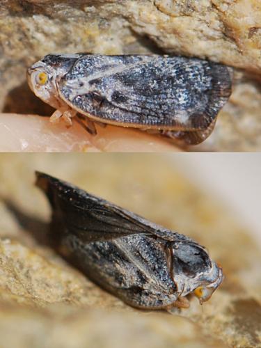 Metcalfa pruinosa