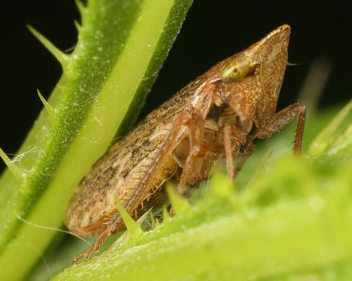 Aphrodes sp.
