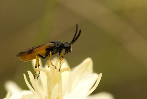Réf. 127 372 : Arge cyanocrocea