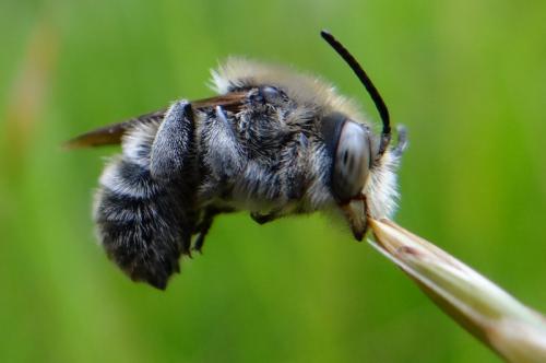 Trachusa byssina
