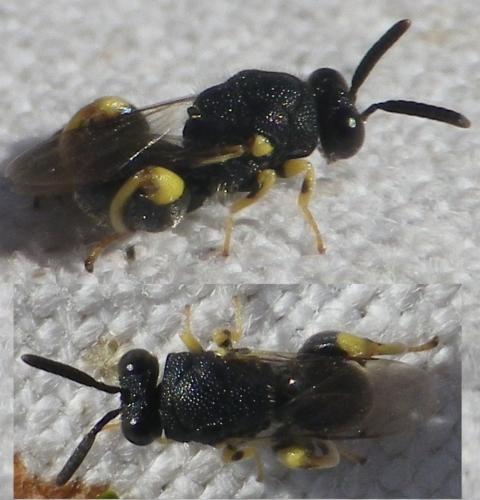 Brachymeria sp.