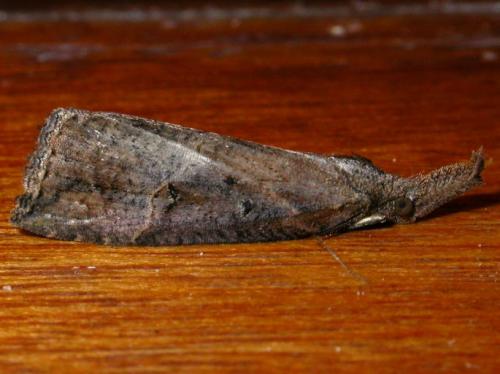 Hypena rostralis