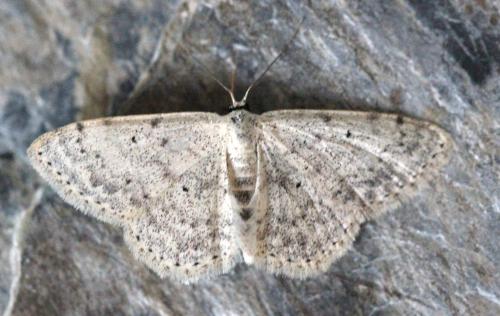 Scopula marginepunctata