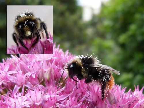 Bombus sp.