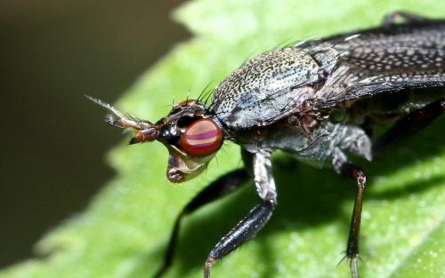 Réf. 127 971 : Coremacera marginata