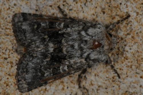 Réf. 127 395 : Hecatera bicolorata