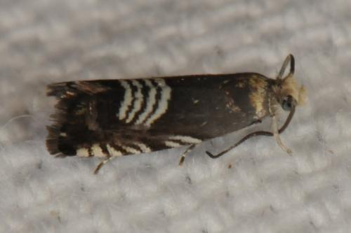 Réf. 127 470 : Grapholita compositella
