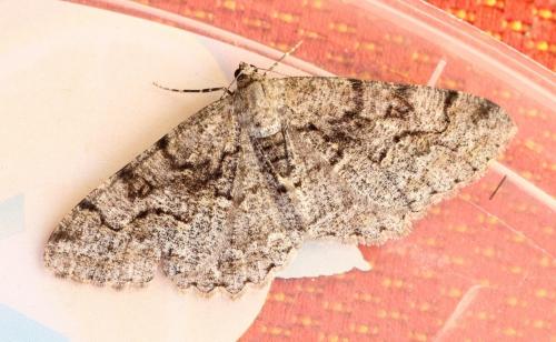 Réf. 127 265 : Alcis repandata