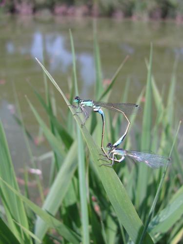 Ischnura elegans