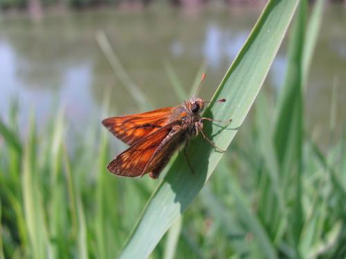 Ochlodes sylvanus