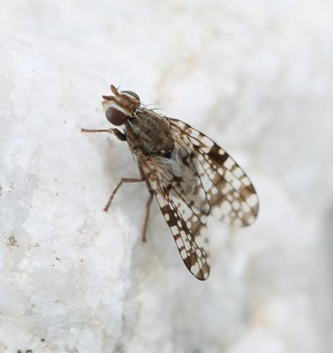Campiglossa sp.