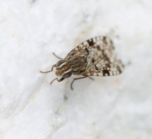 Campiglossa sp.