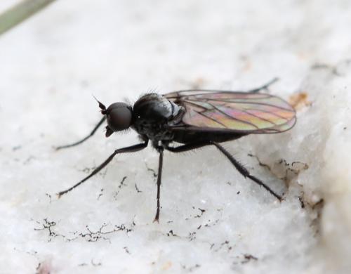 Bicellaria sp.