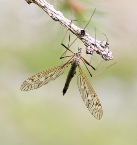 Réf. 127 214 : Tipula sp.