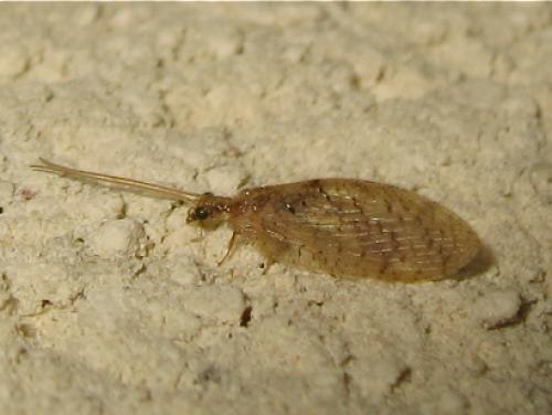 Hemerobius sp.