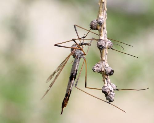 Réf. 127 215 : Tipula sp.