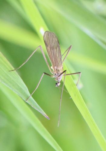 Ormosia sp.