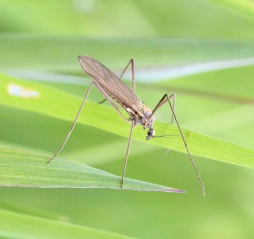 Ormosia sp.