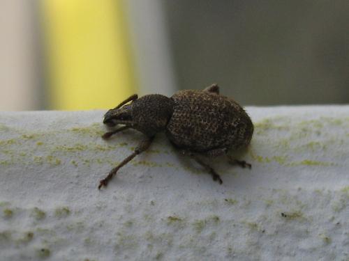 Otiorhynchus sp.