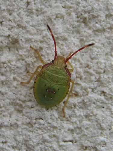 Acanthosoma haemorrhoidale haemorrhoidale