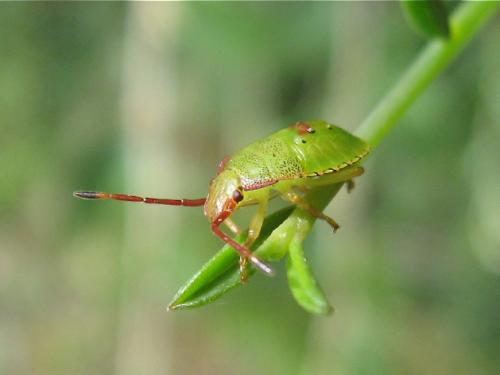 Acanthosoma haemorrhoidale haemorrhoidale