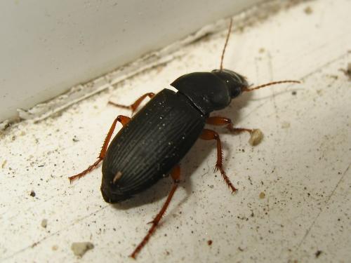 Réf. 127 989 : Pseudoophonus rufipes
