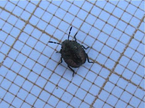 Réf. 127 968 : Dolycoris baccarum