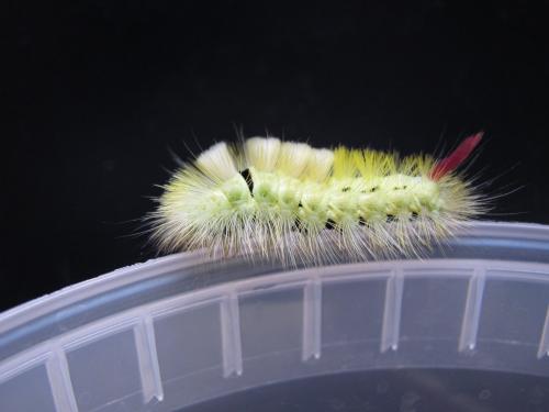 Calliteara pudibunda