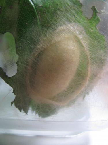 Calliteara pudibunda
