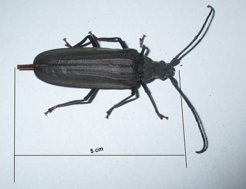 Aegosoma scabricorne