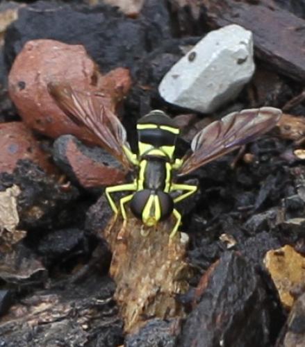 Philhelius sp.