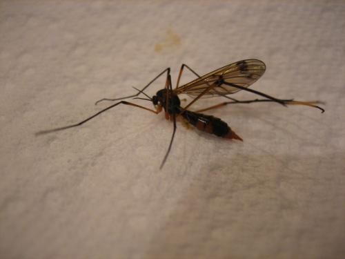 Ptychoptera albimana