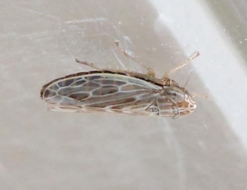 Psammotettix sp.