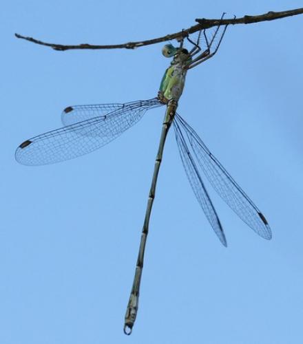 Lestes sp.
