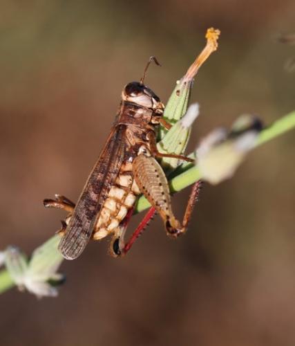 Calliptamus italicus